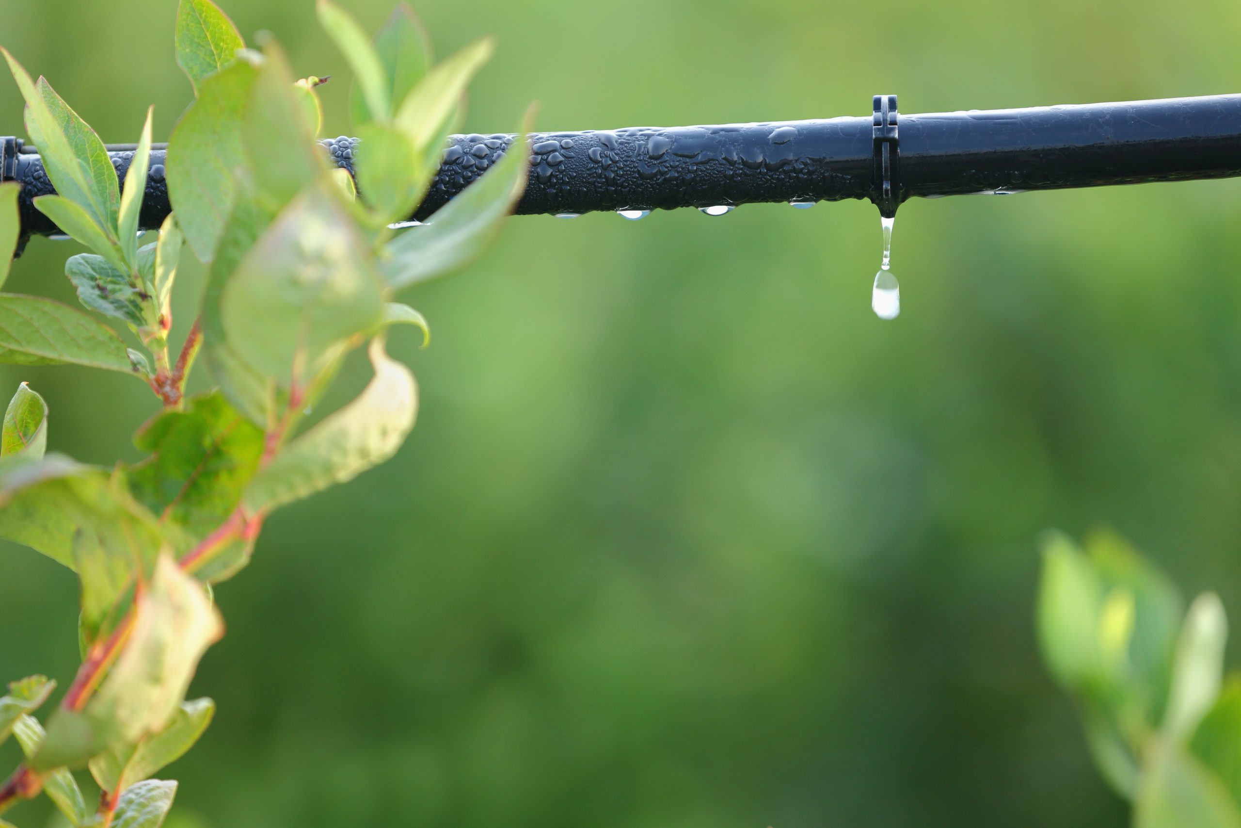 Image of a drip irrigation system