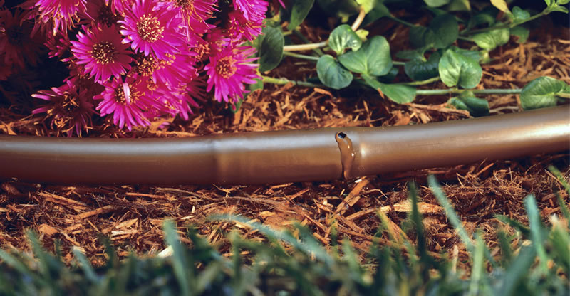 Image of a drip irrigation system