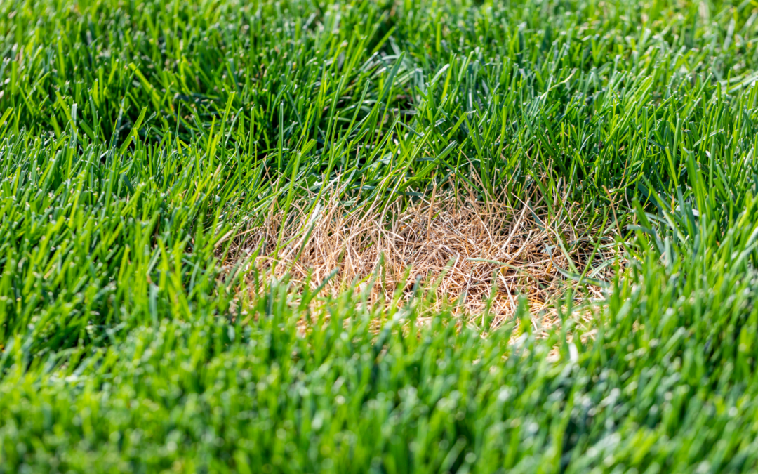 Image of dry grass