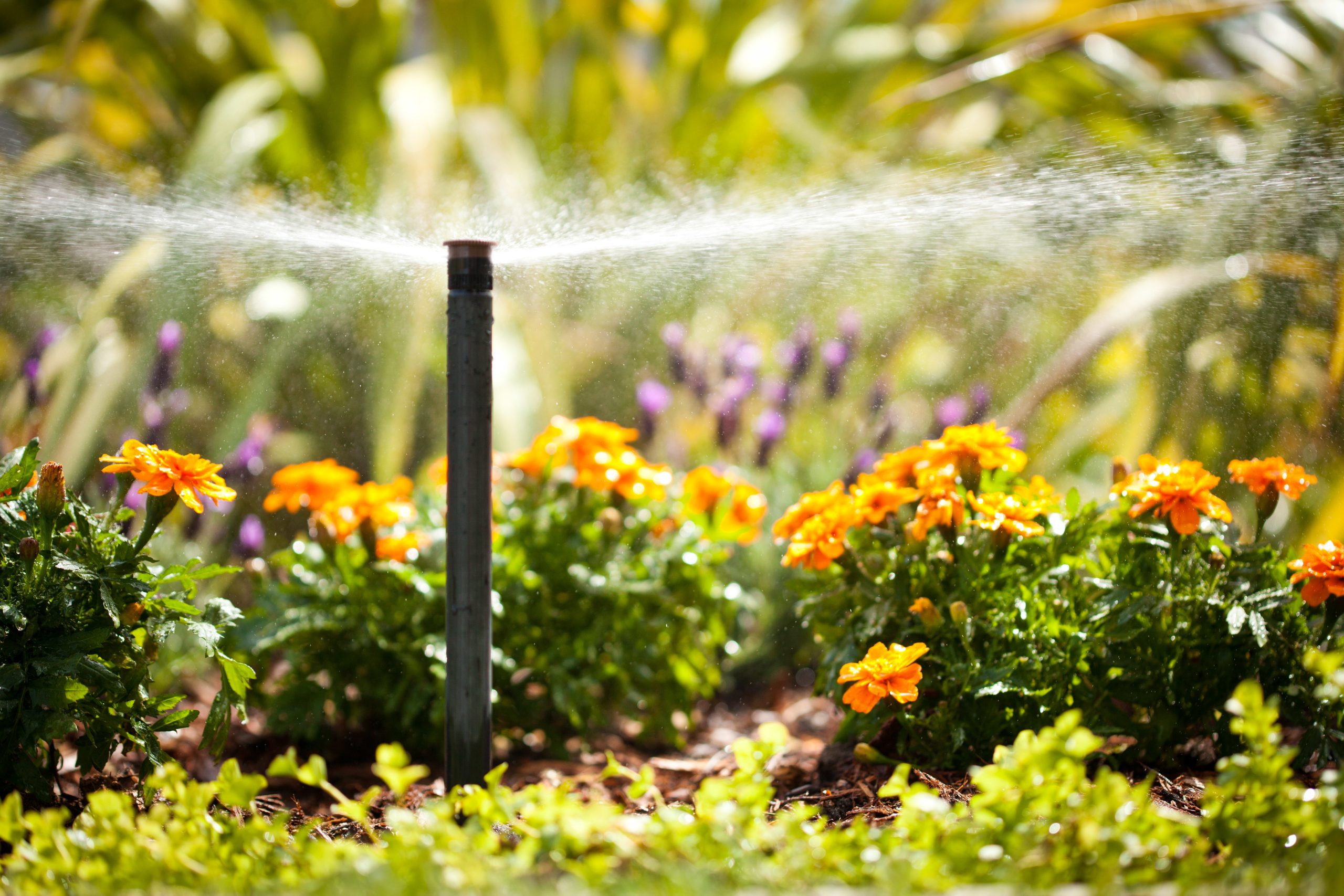 Sprinkler System Watering the grass