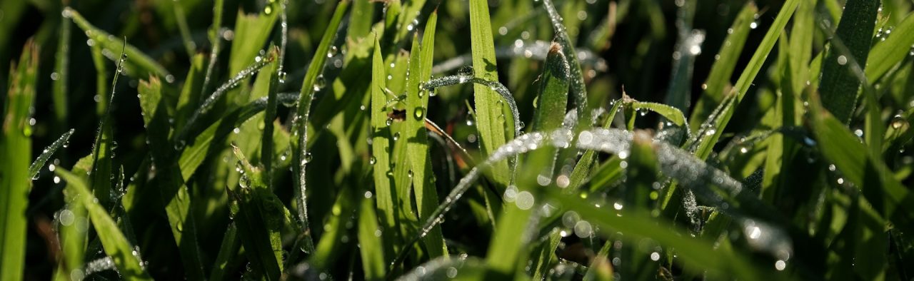 image of Irrigation Services