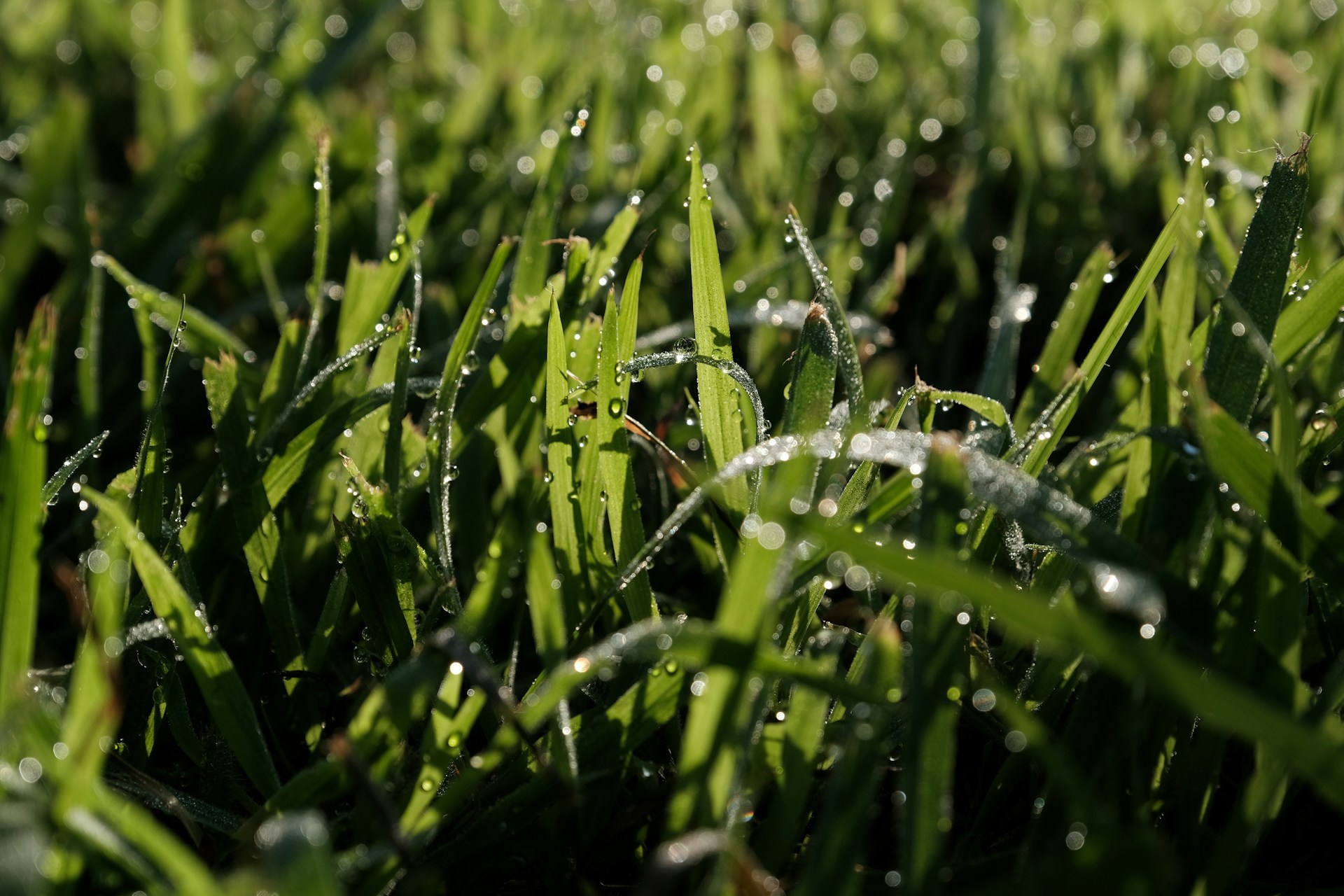 image of Irrigation Services